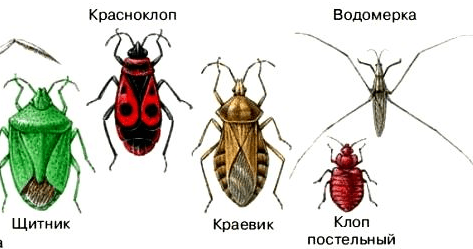 Сайт санэпидемстанции. Уничтожения крыс. Противоклещевая обработка. Насекомые.Грызуны. ROS-DEZ