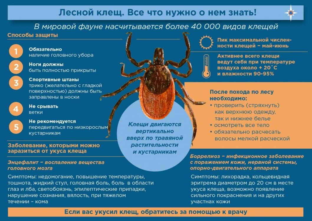 Уничтожить клещей профессиональное уничтожение - Заказать акарицидную обработку дачного участка - Безопасные методы обработки от пылевых и чесоточного клеща