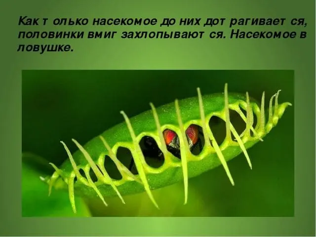 Санитарная обработка. Уничтожения клопов. Дезинфекция. Санитарная обработка помещений ROS-DEZ