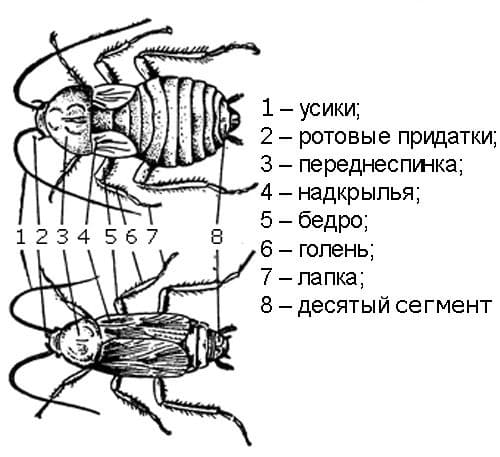 Сайт санэпидемстанции. Уничтожения грызунов. Дератизация. Клещи, блохи, тараканы, клопы ROS-DEZ Службы СЭС. Услугу дезинсекции. Демеркуризация. Клопы, тараканы. ROS-DEZ