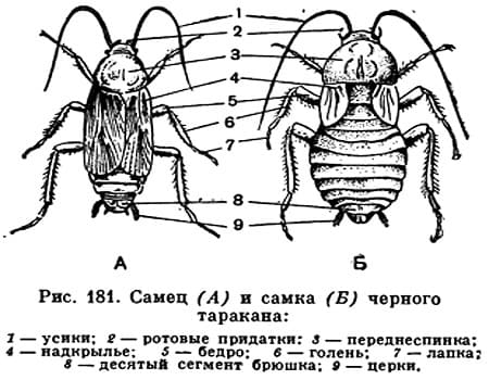 Сотрудников СЭС. Уничтожения грызунов. Дезинсекция. Клопы,муравьи, насекомые ROS-DEZ Санитарная обработка. Уничтожения крыс. Акарицидная обработка. Клещи, блохи, тараканы, клопы ROS-DEZ