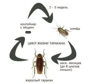 Сайт санэпидемстанции. Уничтожение постельных клопов. Работа по СанПин. Клопы, тараканы. ROS-DEZ Профессиональные услуги дезинсекции. Уничтожения вредителей. Акарицидная обработка. Санитарная обработка помещений ROS-DEZ