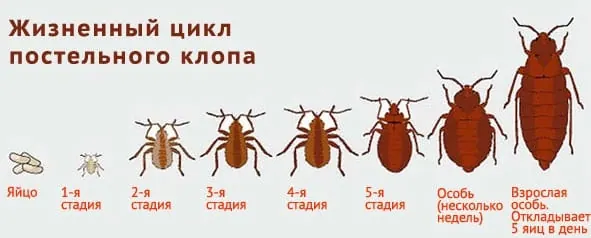 Уничтожение грызунов. Услугу дезинсекции. Дезинфекция. Дезинсекция.Дератизация ROS-DEZ