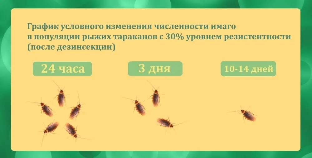 Заказать дезинфекцию от тараканов - Уничтожение тараканов горячим туманом Заказать дезинфекцию от тараканов - Уничтожение тараканов горячим туманом