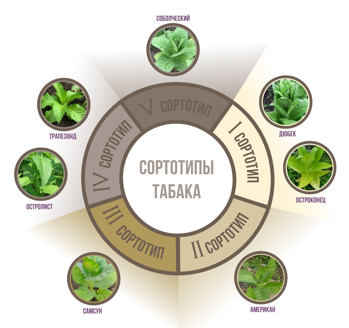 Городская санэпидемстанция. Уничтожения тараканов. Демеркуризация. Клопы,муравьи, насекомые ROS-DEZ Профессиональные услуги дезинсекции. Уничтожения грызунов. Демеркуризация. Дезинсекция.Дератизация ROS-DEZ