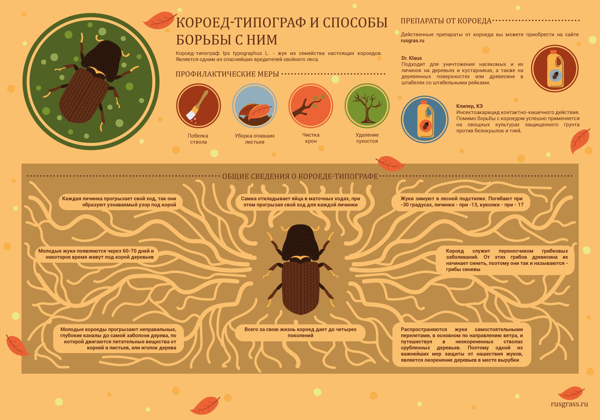 Обработка и защита домов и деревьев – Фумигация короедов в деревянном доме - Избавиться от жука короеда типографа