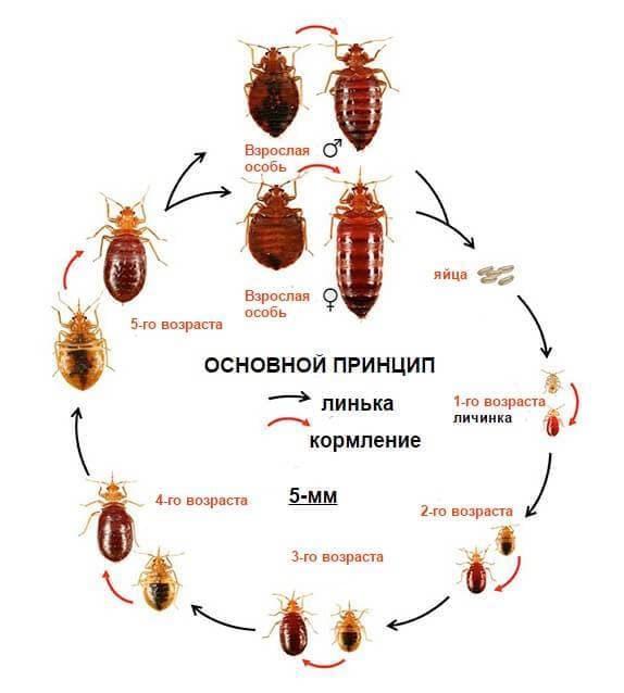 Сайт санэпидемстанции. Уничтожения вредителей. Санитарная обработка. Клопы,муравьи, насекомые ROS-DEZ