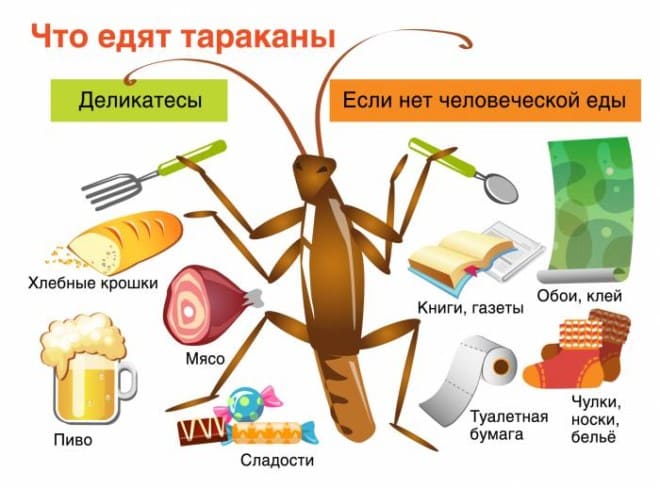 Профессиональные услуги дезинсекции. Уничтожения вредителей. Дезинсекция. Клопы, тараканы. ROS-DEZ