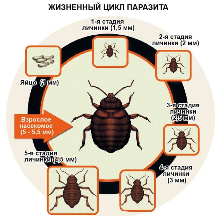 Уничтожение клопов в Бижбуляке и Московской области - Санитарно эпидемиологическая служба Бижбуляка и Московской области уничтожение клопов - Служба дезинсекции в Бижбуляке уничтожение клопов