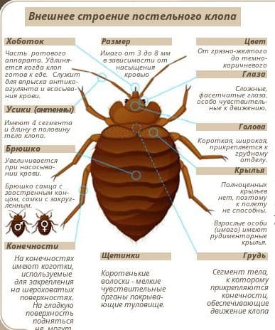 Уничтожение насекомых. Уничтожения тараканов. Акарицидная обработка. Насекомые.Грызуны. ROS-DEZ