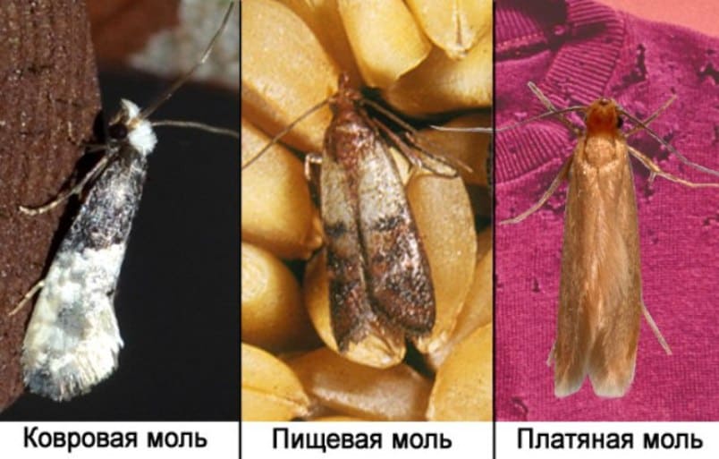 От моли в Электроуглях услуги холодного и горячего тумана - Служба по уничтожению моли - Услуги по обработке помещений от моли