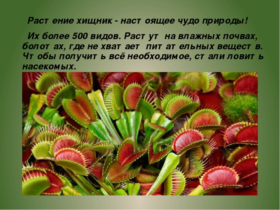 Специалисты СЭС. Уничтожения вредителей. Акарицидная обработка. Санитарная обработка помещений ROS-DEZ