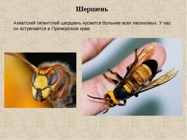 Работаем анонимно вблизи дома - Служба дезинсекции оказывает услуги по уничтожению шершней и гнезд шершней в Колбасино - Профессиональное уничтожение шершней способы и средства