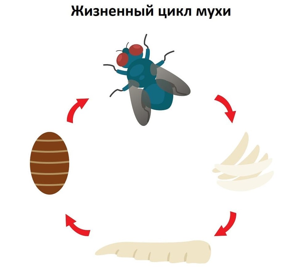 уничтожение мух в Косом-Броде и Московской области - Уничтожение мух в квартире - Дезинфекции дезинсекции и дератизации