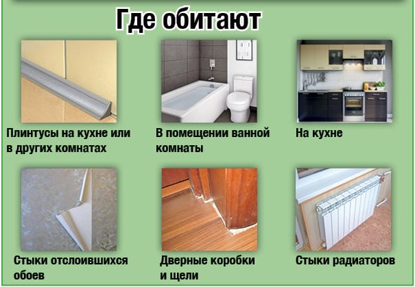 Тараканы вывести служба - Поморить тараканов в квартире - Поморить тараканов
