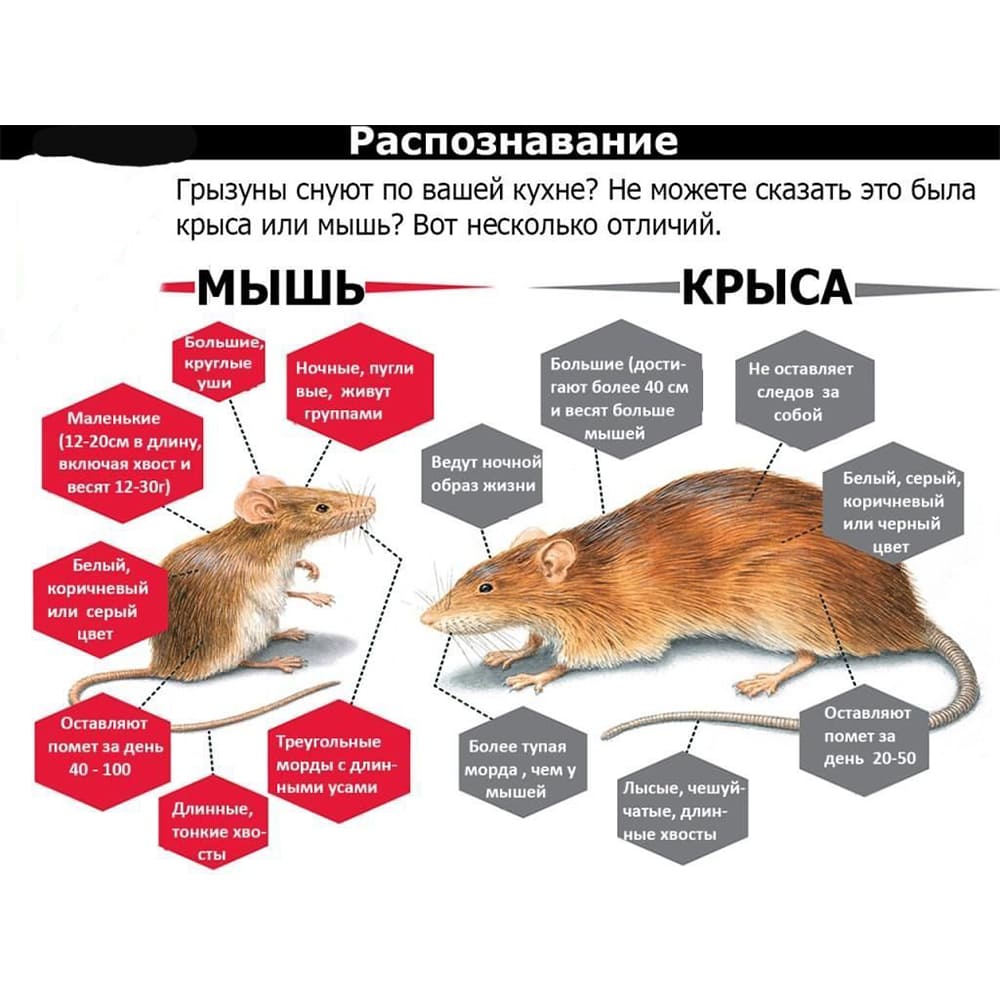 Дератизация в Косом-Броде услуги дератизации помещений - Профессиональные услуги в Косом-Броде услуги дератизации - Проводит дератизацию в Косом-Броде служба Дератизация в Косом-Броде услуги дератизации помещений - Профессиональные услуги в Косом-Броде услуги дератизации - Проводит дератизацию в Косом-Броде служба
