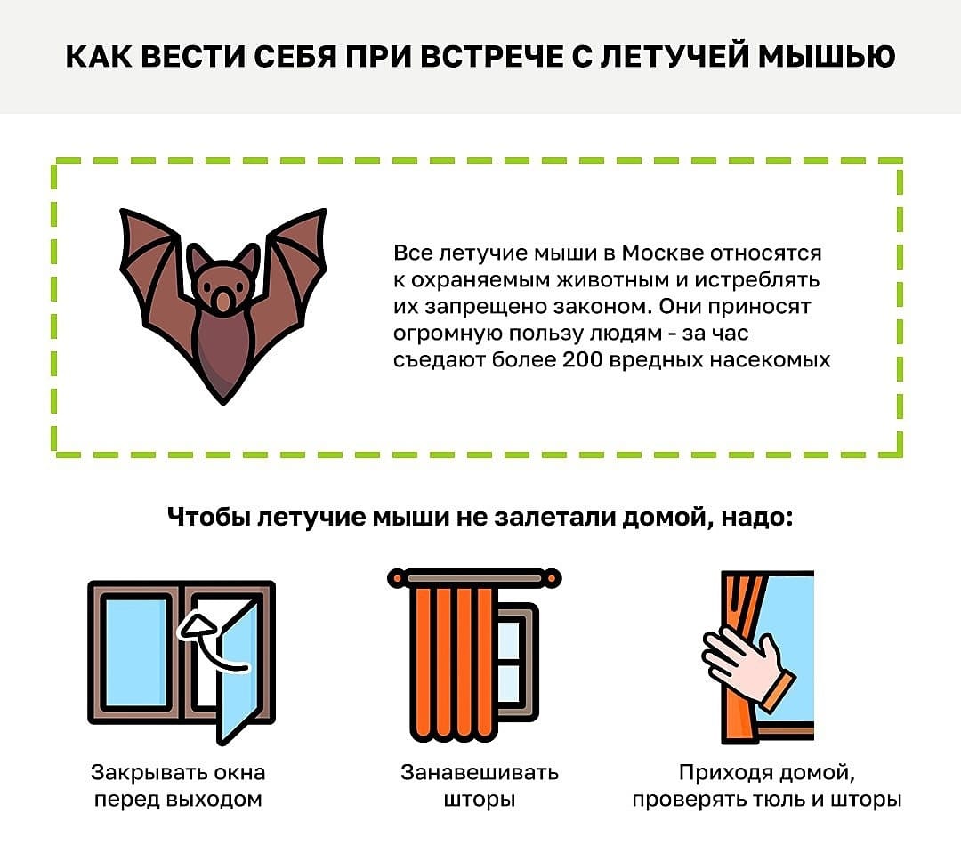 Уничтожение клопов. Уничтожения клопов. Дезинфекция. Клещи, блохи, тараканы, клопы ROS-DEZ Обработка помещений. Уничтожения клопов. Демеркуризация. Клопы,муравьи, насекомые ROS-DEZ