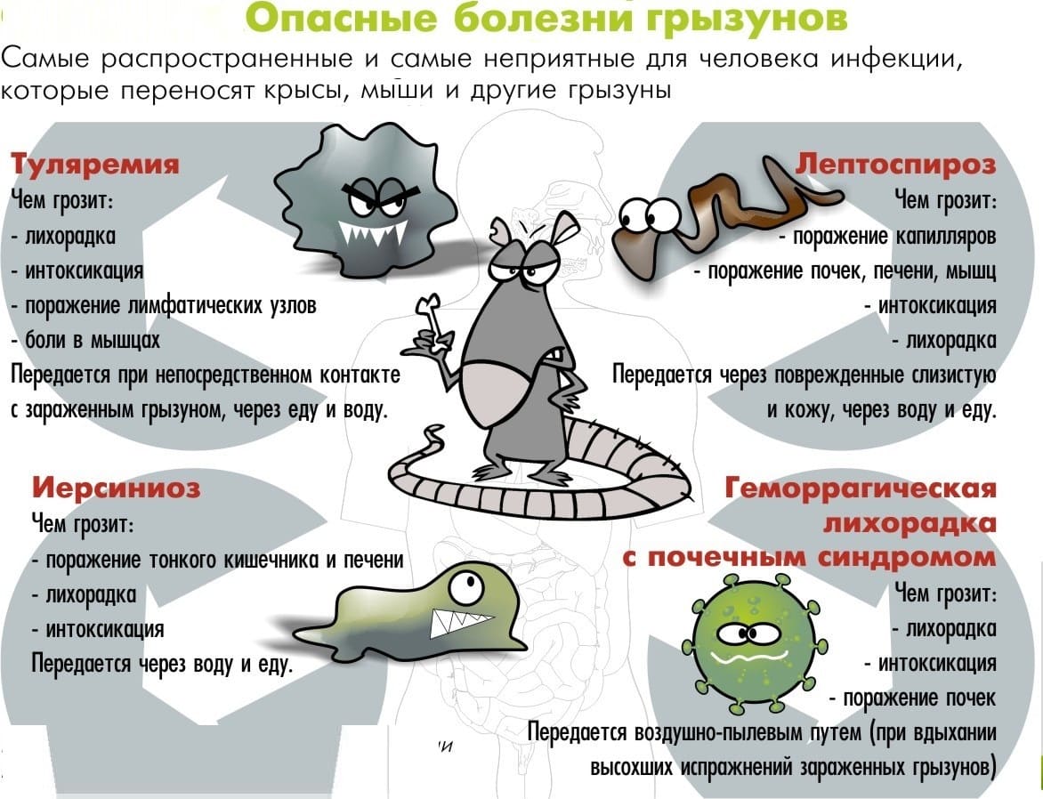 Санитарно-эпидемиологическая служба. Уничтожения клопов. Дезинсекция. Клопы,муравьи, насекомые ROS-DEZ