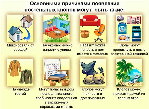 Травля клопов Липецк цена клопы - Уничтожение клопов в домашних условиях - Один из самых эффективных способов дезинфекции в Липецке цена на обработку туманом