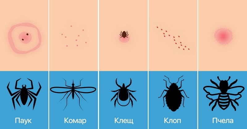 Обработка от клопов уничтожение клопов в квартирах в Липецке и Московской области - Уничтожение клопов в Липецке обработка холодным туманом - Травля клопов тараканов в Липецке уничтожение клопов