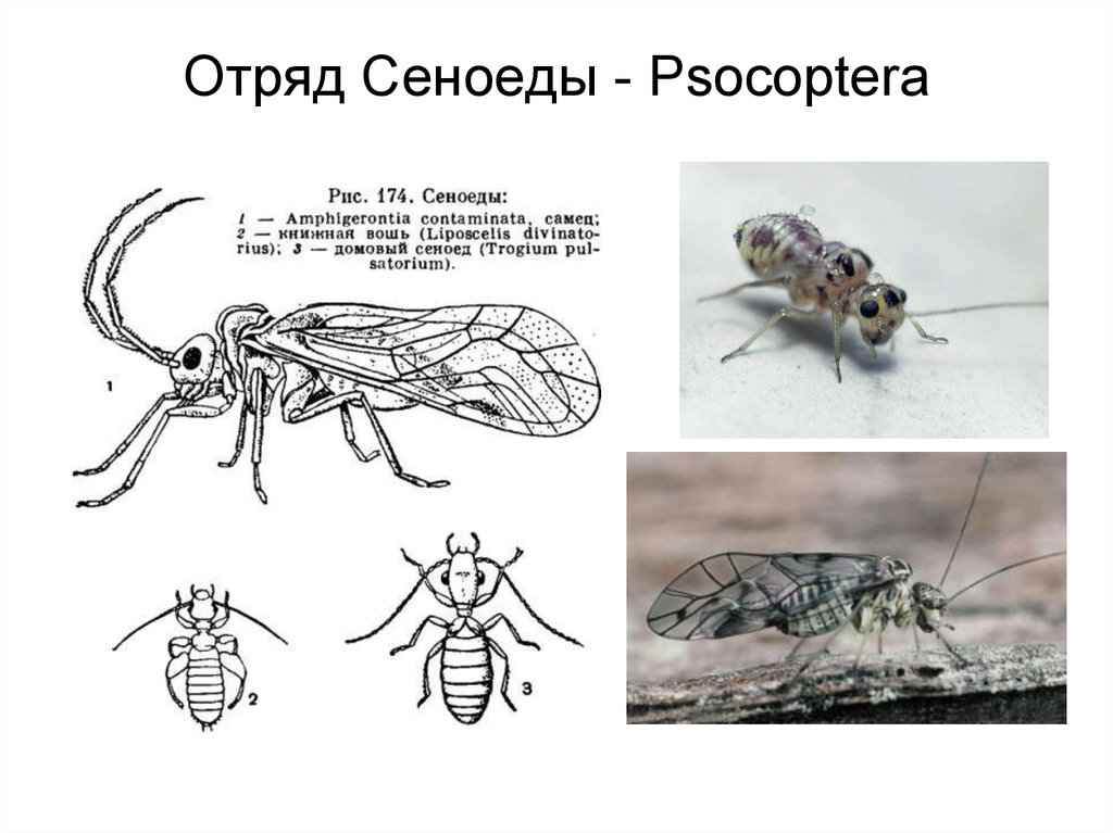 Обработка помещений. Уничтожение постельных клопов. Акарицидная обработка. Дезинсекция.Дератизация ROS-DEZ