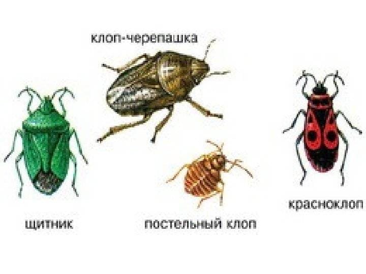 Уничтожение насекомых. Уничтожения вредителей. Акарицидная обработка. Клопы,муравьи, насекомые ROS-DEZ Сайт санэпидемстанции. Истребление насекомых. Противоклещевая обработка. Клопы,муравьи, насекомые ROS-DEZ