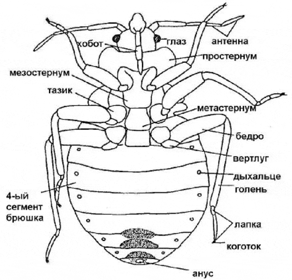 Сотрудников СЭС. Уничтожения крыс. Дезинсекция. Клопы, тараканы. ROS-DEZ