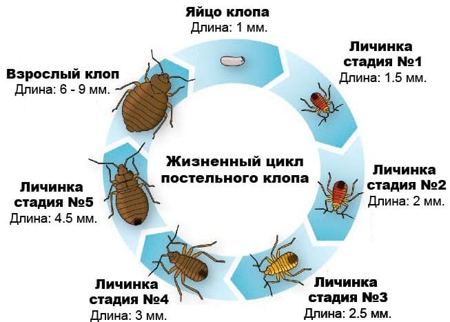 Сотрудников СЭС. Уничтожения грызунов. Дезинфекция. Дезинсекция.Дератизация ROS-DEZ