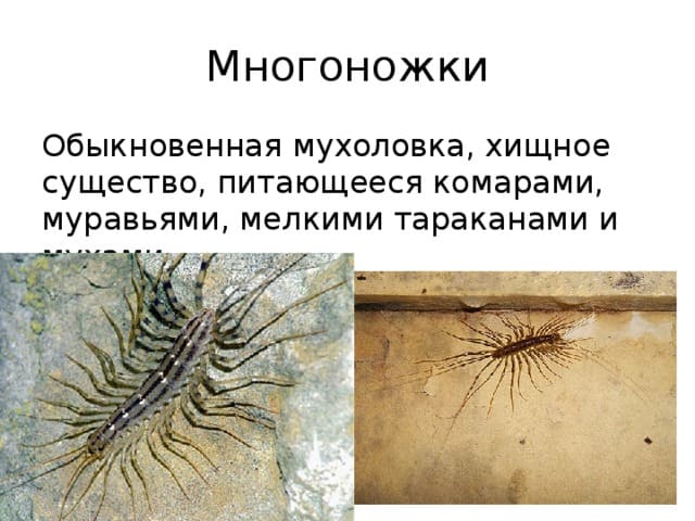 Уничтожение грызунов. Истребление насекомых. Дезинфекция. Дезинсекция.Дератизация ROS-DEZ