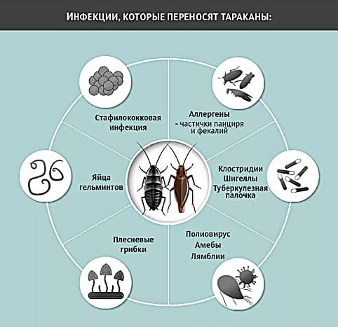 Профессиональные услуги дезинсекции. Уничтожения крыс. Дезинфекция. Клопы, тараканы. ROS-DEZ