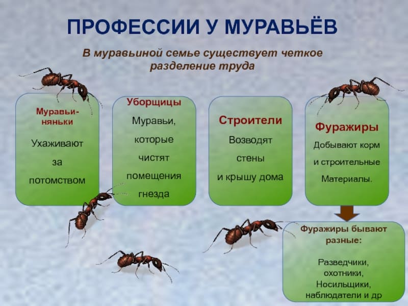 Профессиональные услуги дезинсекции. Истребление насекомых. Дезинфекция. Санитарная обработка помещений ROS-DEZ