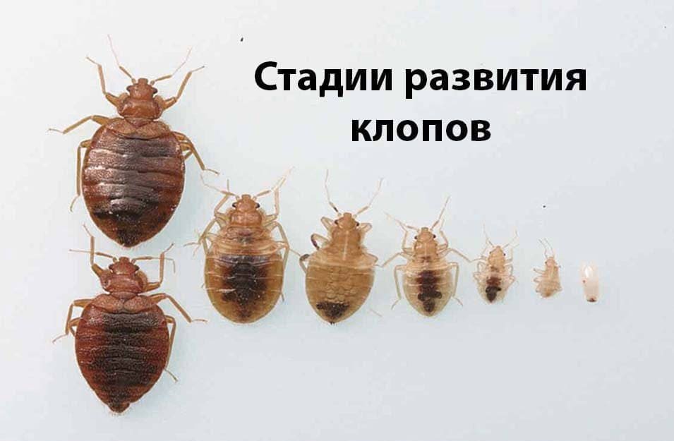 Санэпидемстанция в Петропавловске-Камчатском обработка от клопов с гарантией уничтожение клопов - Услуги по уничтожению клопов в Петропавловске-Камчатском цены - Клопы травить служба