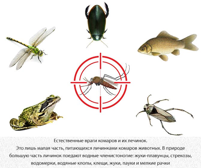 Сотрудников СЭС. Уничтожения крыс. Дератизация. Клещи, блохи, тараканы, клопы ROS-DEZ