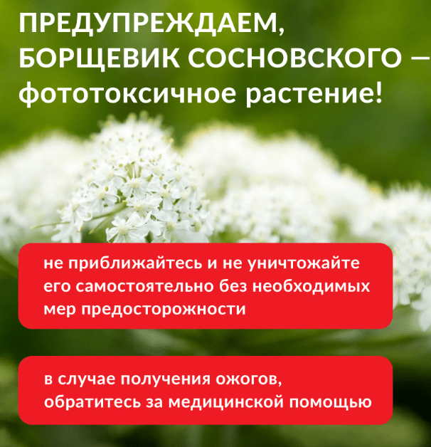 Удаление борщевика в Московской области - Борьба с борщевиком в Петропавловске-Камчатском и области - Уничтожение борщевика цена в Московской области