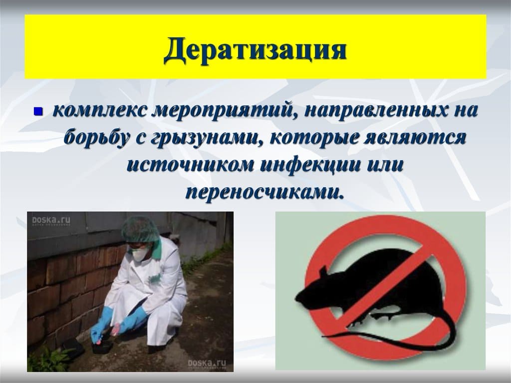 Проведение дератизации в Пирогово крыс мышей по выгодной цене - Цены на дератизацию мышей в Пирогово – Санитарно эпидемиологические услуги в Пирогово услуги дератизации помещений Проведение дератизации в Пирогово крыс мышей по выгодной цене - Цены на дератизацию мышей в Пирогово – Санитарно эпидемиологические услуги в Пирогово услуги дератизации помещений