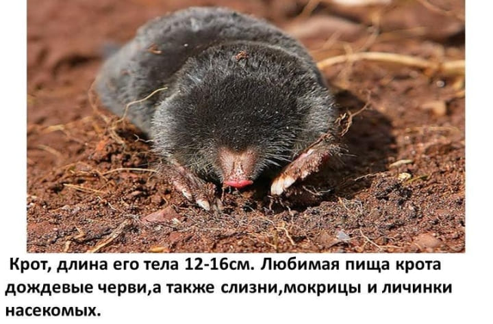 Уничтожение кротов на дачном участке цена - Цены на уничтожение кротов в Пирогово и Московской области - Заказать уничтожение кротов на дачном участке цены Уничтожение кротов на дачном участке цена - Цены на уничтожение кротов в Пирогово и Московской области - Заказать уничтожение кротов на дачном участке цены