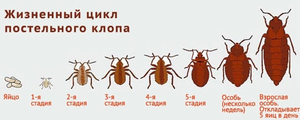 Вызвать СЭС. Уничтожения вредителей. Дезинфекция. Санитарная обработка помещений ROS-DEZ Уничтожение грызунов. Услугу дезинсекции. Дезинфекция. Дезинсекция.Дератизация ROS-DEZ