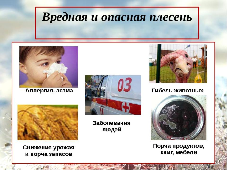 Уничтожение грызунов. Истребление насекомых. Санитарная обработка. Клопы,муравьи, насекомые ROS-DEZ