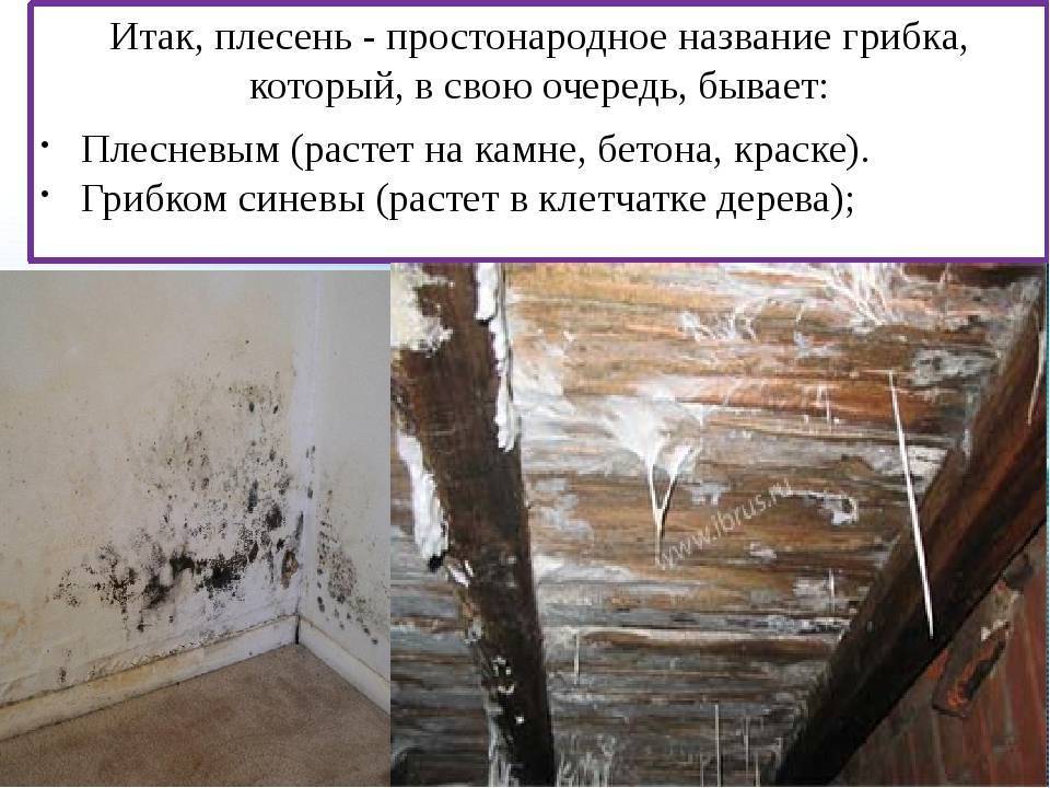 Специалисты санэпидемстанций. Уничтожения грызунов. Работа по СанПин. Санитарная обработка помещений ROS-DEZ Обработка помещений. Уничтожения клопов. Дезинфекция. Насекомые.Грызуны. ROS-DEZ