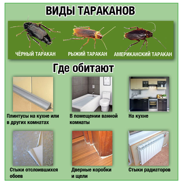 Сколько стоит обработка от тараканов - Сколько стоит травля тараканов в квартире - Потравить тараканов в квартире цена Санкт-Петербург