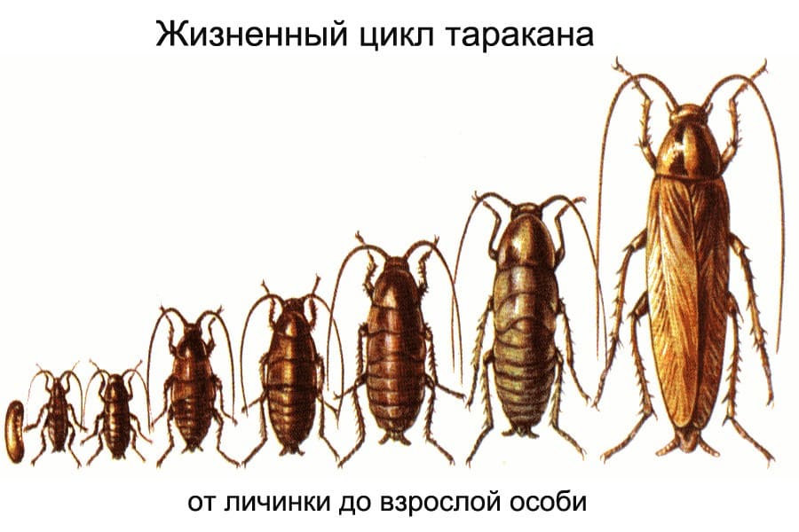 Уничтожение тараканов без запаха - Провести обработку от тараканов - Дезинсекция тараканов в квартире