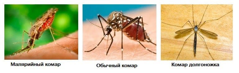 Услуги по уничтожению комаров на дачном участке в Санкт-Петербурге и Московской области - Профессиональное уничтожение комаров на участке - Дезинсекция комаров и клещей Услуги по уничтожению комаров на дачном участке в Санкт-Петербурге и Московской области - Профессиональное уничтожение комаров на участке - Дезинсекция комаров и клещей