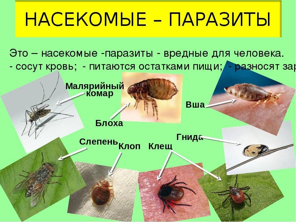 Служба дезинфекции Санкт-Петербурга официальный сайт санэпидемстанции - Санитарная служба по уничтожению насекомых санэпидемстанция Санкт-Петербурга - Служба дезинсекции в Санкт-Петербурге уничтожение насекомых в квартире