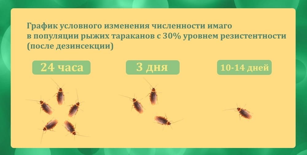 Заказать дезинфекцию от тараканов - Уничтожение тараканов горячим туманом