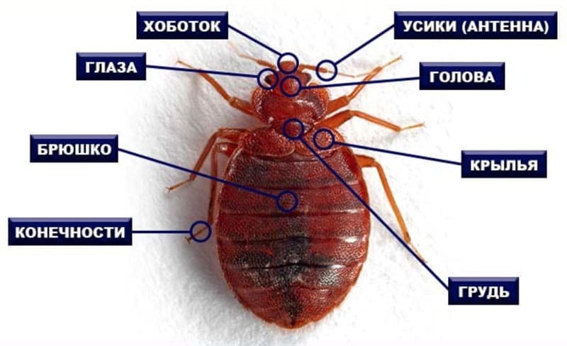 Травление клопов в квартире Санкт-Петербург цена клопы - Клопы постельные уничтожение цены Санкт-Петербург - Уничтожение клопов в Санкт-Петербурге и Московской области