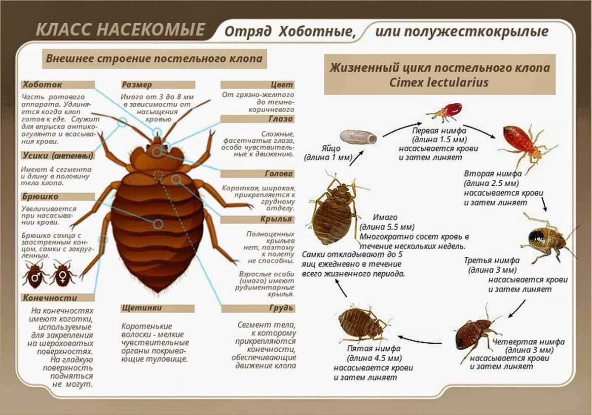 Городская санэпидемстанция. Уничтожение постельных клопов. Дезинфекция. Клопы, тараканы. ROS-DEZ Городская санэпидемстанция. Уничтожения клопов. Демеркуризация. Клопы,муравьи, насекомые ROS-DEZ