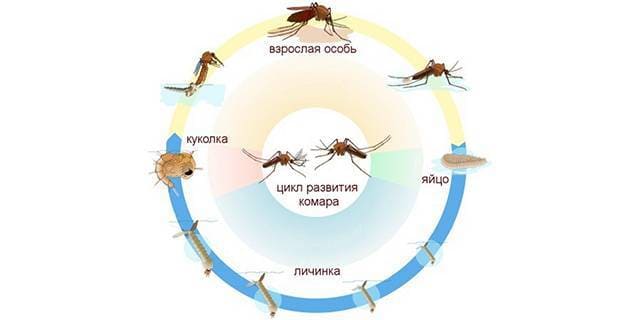Службы СЭС. Уничтожить насекомых. Работа по СанПин. Клопы, тараканы. ROS-DEZ