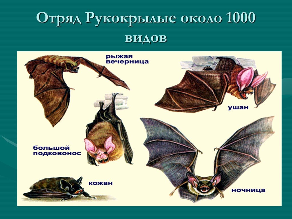Уничтожение клопов. Уничтожение постельных клопов. Демеркуризация. Насекомые.Грызуны. ROS-DEZ Обработка помещений. Уничтожения клопов. Дератизация. Клопы,муравьи, насекомые ROS-DEZ