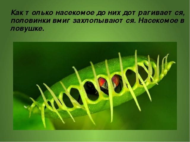 Санитарная обработка. Уничтожения клопов. Дезинфекция. Санитарная обработка помещений ROS-DEZ