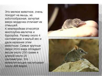 Вызвать СЭС. Уничтожения крыс. Санитарная обработка. Клопы,муравьи, насекомые ROS-DEZ